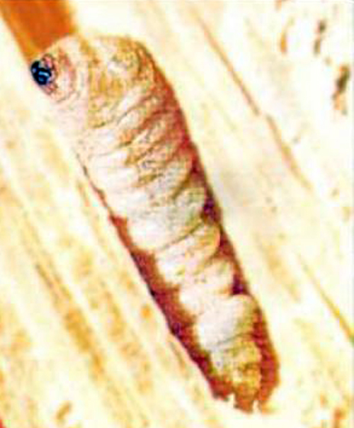 13-larva-carcoma