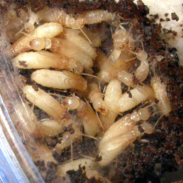 14-termitas-ampliado.jpg